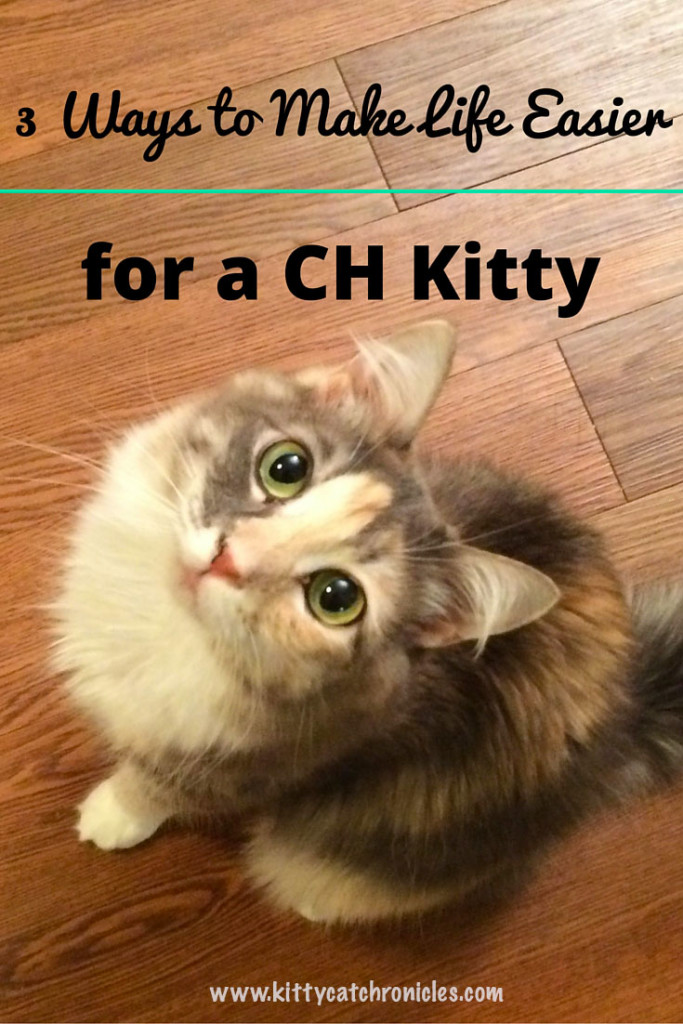 3 Ways to Make Life Easier for a CH Kitty Kitty Cat Chronicles