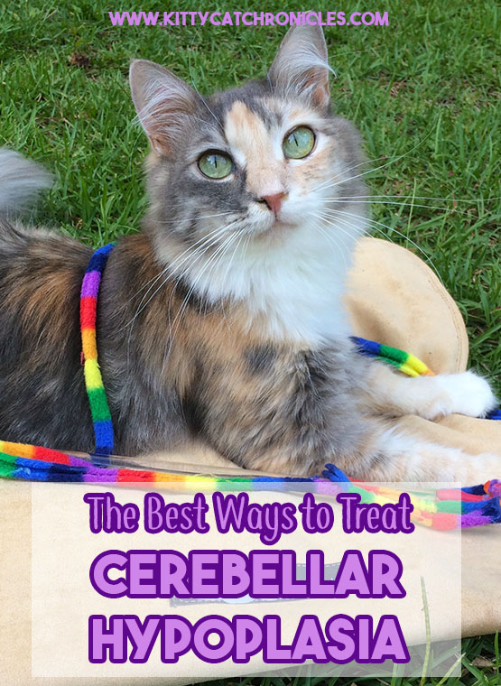 The Best Ways to Treat Cerebellar Hypoplasia Kitty Cat Chronicles