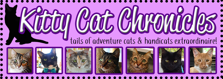 6 Ways to Make Life Easier for a CH Kitty Kitty Cat Chronicles